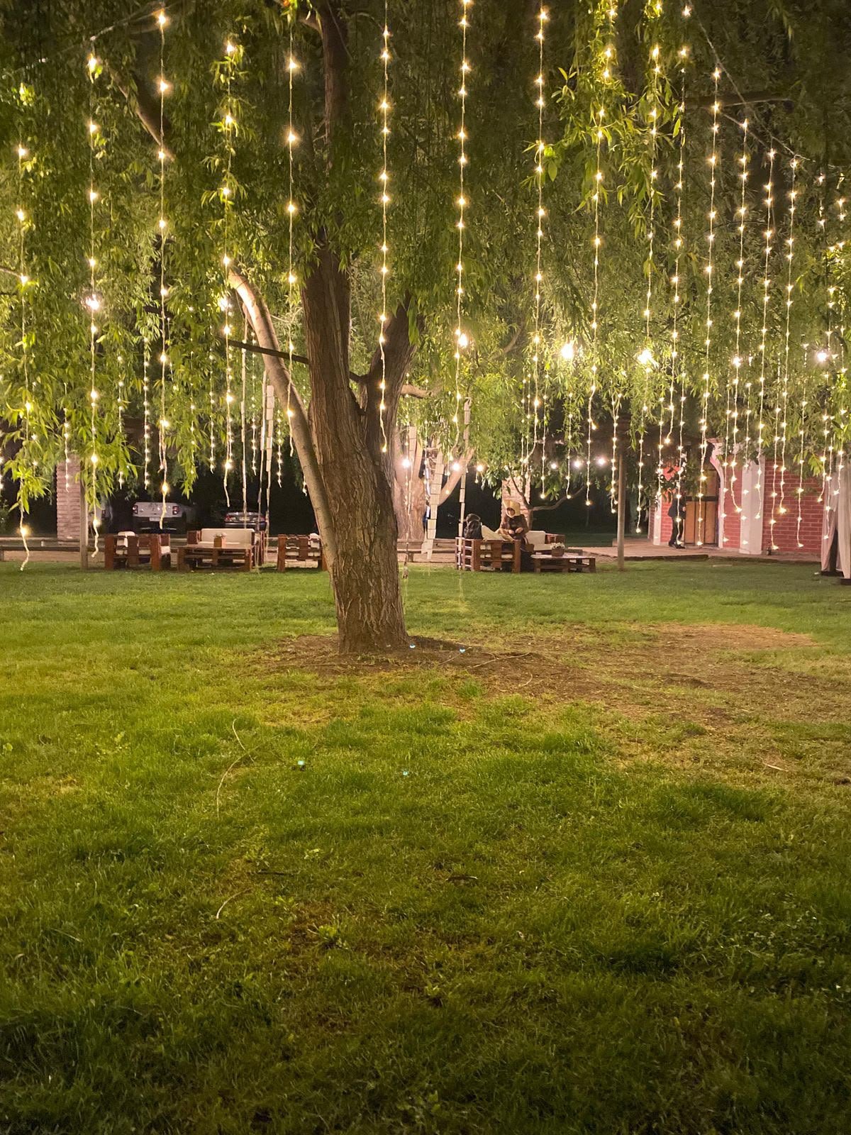Sauce con cortina de luces sobre el jardín de noche